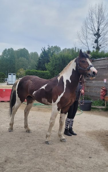 Écurie du Shey - photo 3