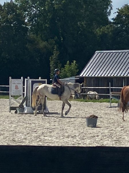 OPTIMUM HORSES - Olivier NICOLLE