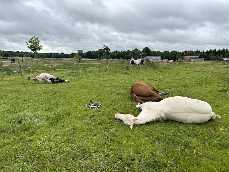 Domaine équestre de Belenos - photo 3