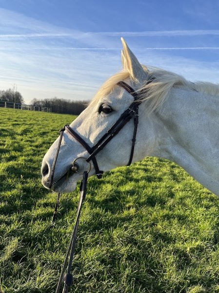 Écurie Mathieu Clémencet - photo 1