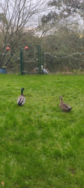 Haras des Cépierres - photo 2