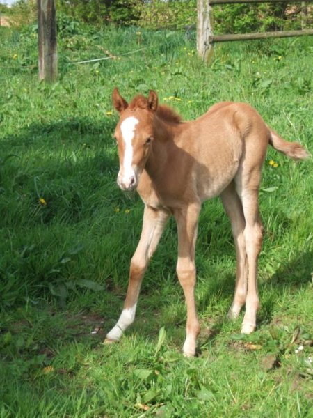 Centre Equestre D'Evrecy - photo 1
