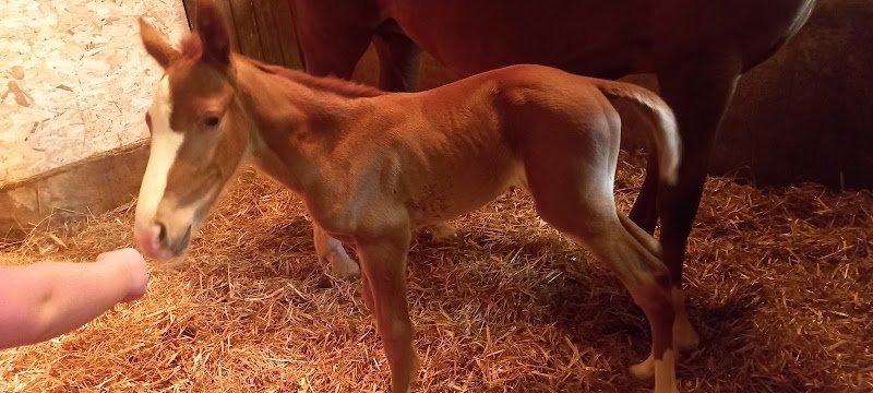 Haras du Prieuré - photo 1