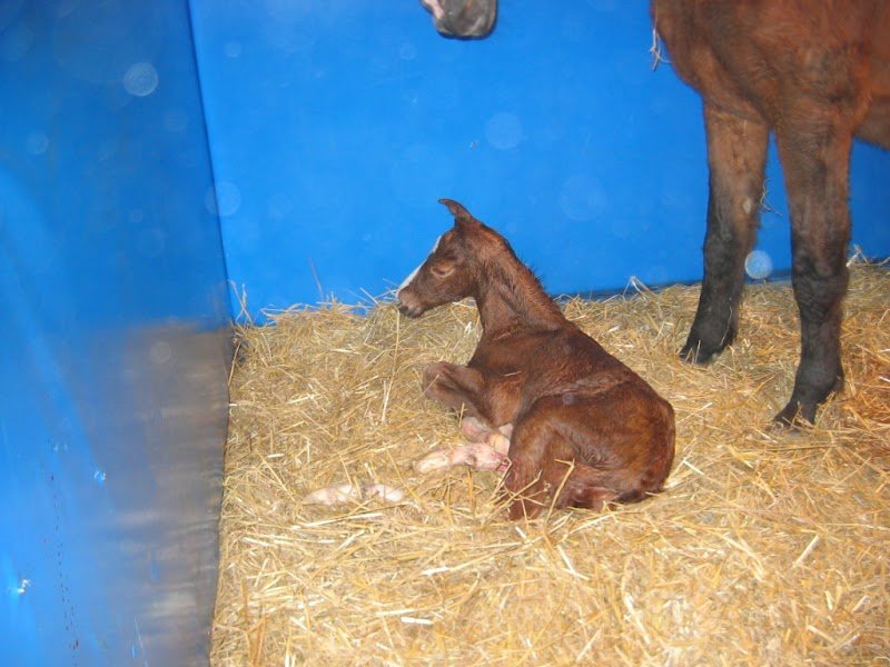 Haras du Prieuré - photo 2