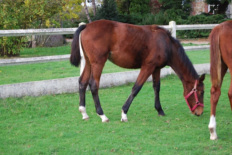 Haras du Prieuré - photo 3