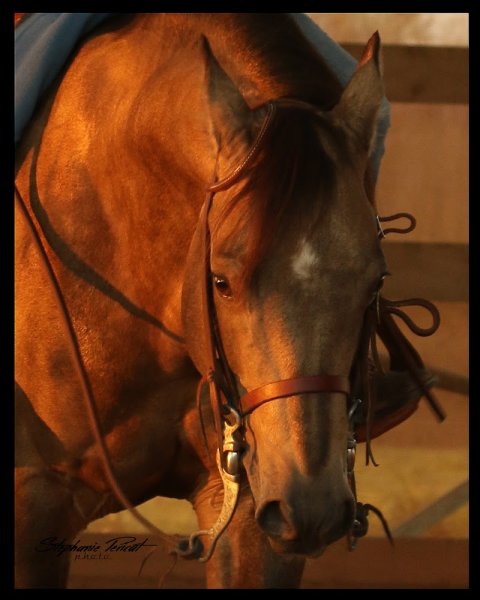 Normandy West Horse, Entreprise Individuelle - photo 2