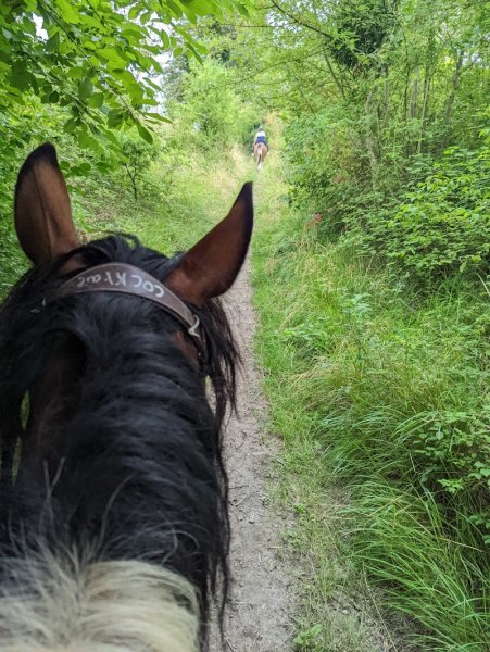 Centre Equestre du Cheval Bleu - photo 2