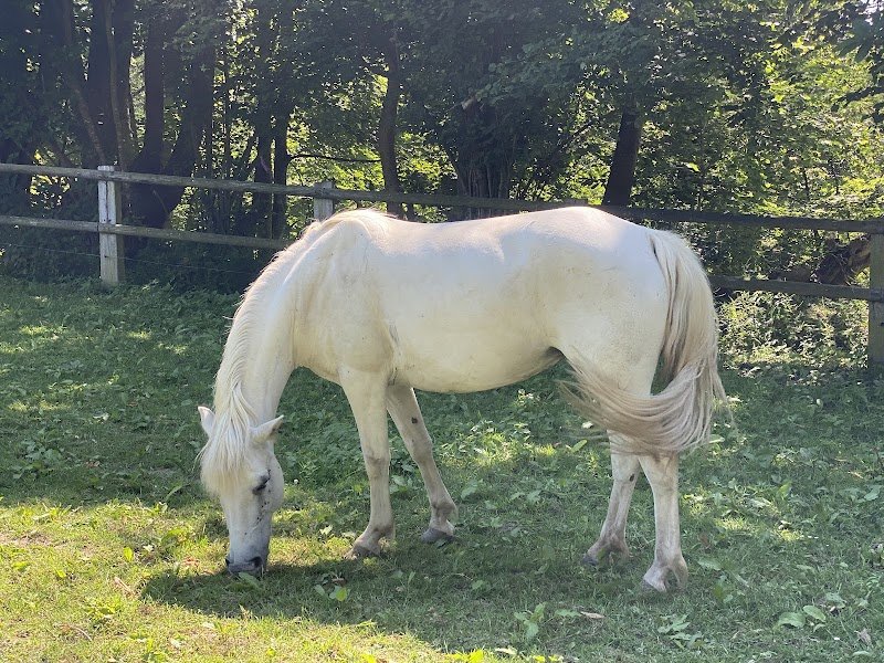 Poney Club Des Galopins - photo 2