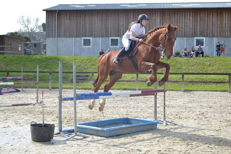 Haras du Manoir - photo 2