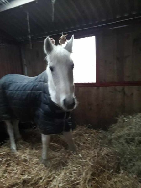 LES ÉCURIES DU PERREUX - photo 3