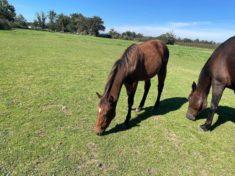 Haras des rioults - photo 1