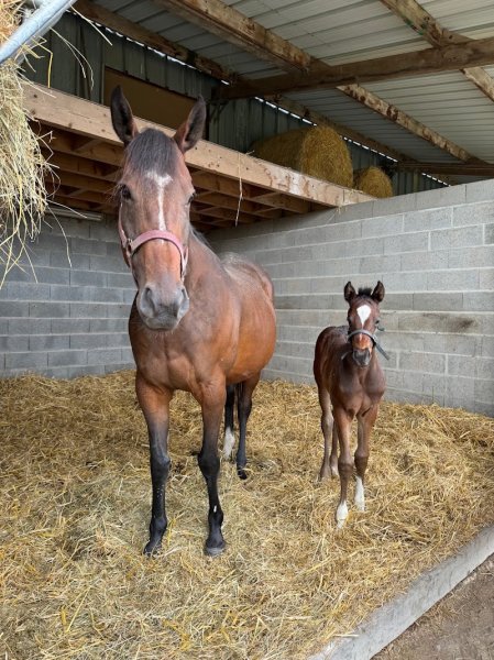 Haras des rioults - photo 2