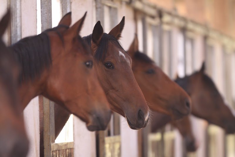 Earl Ecurie Prevost Baratte - photo 3