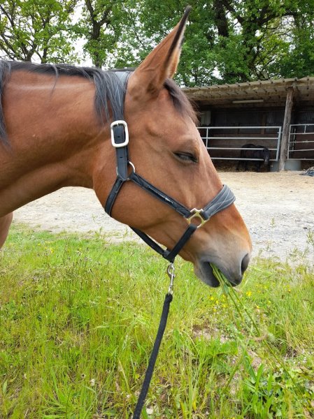 Centre équestre du Bief - photo 2