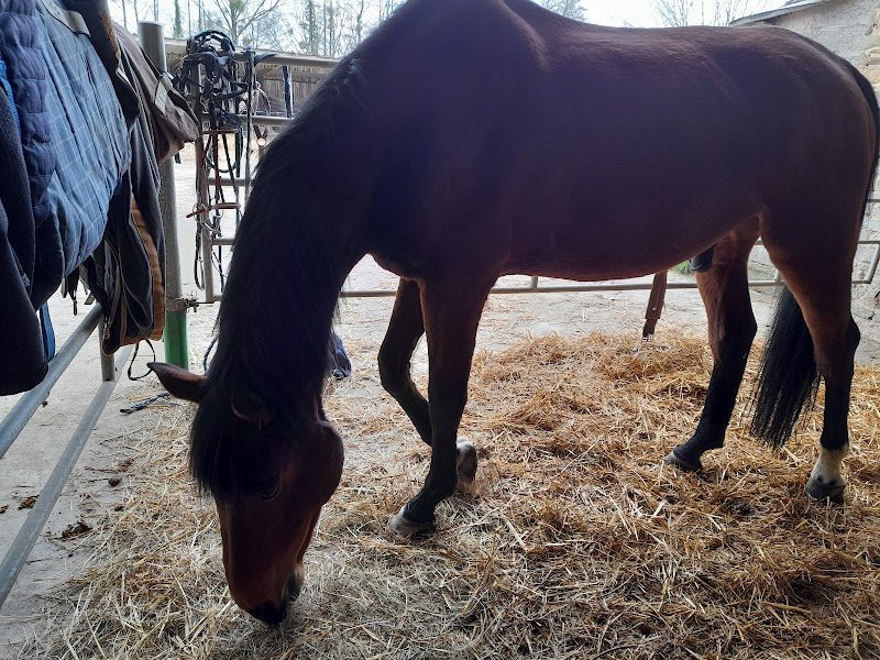 Centre équestre du Bief - photo 3