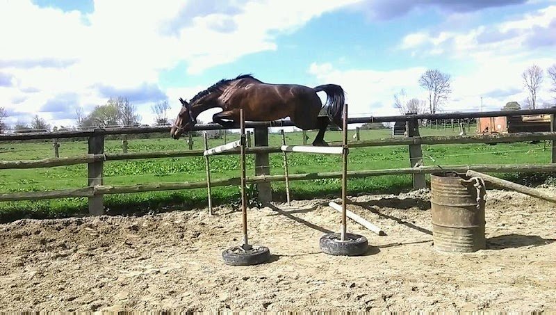 SCEA du Haras d'Eglefin - photo 3