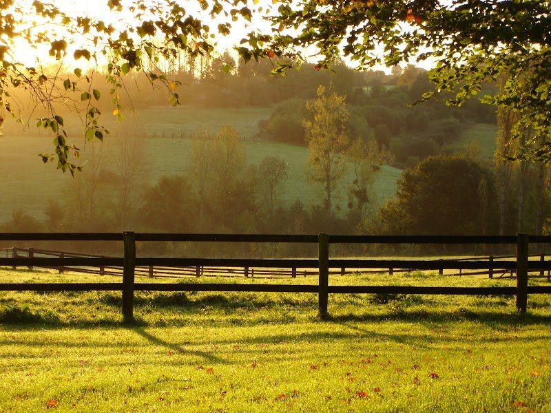 Haras de la Morsanglière - photo 2
