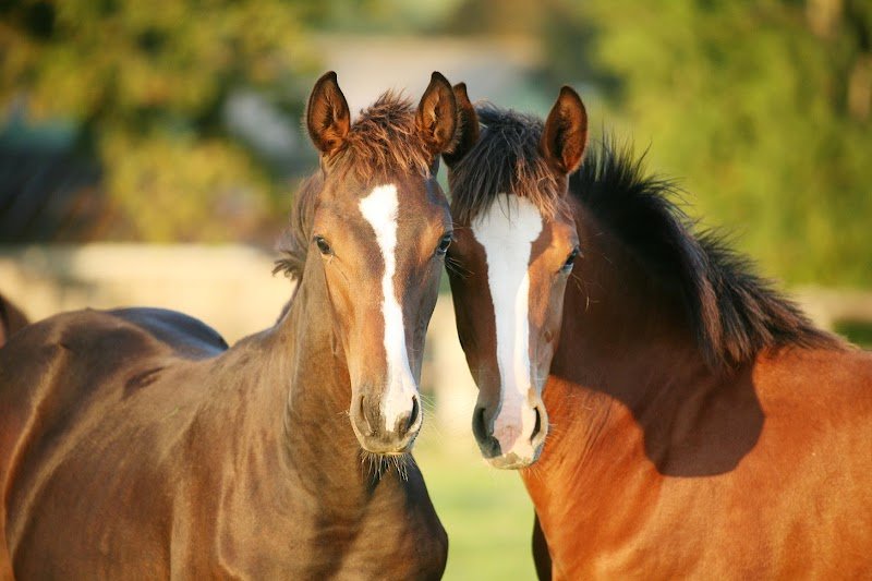 Haras de la Morsanglière - photo 3