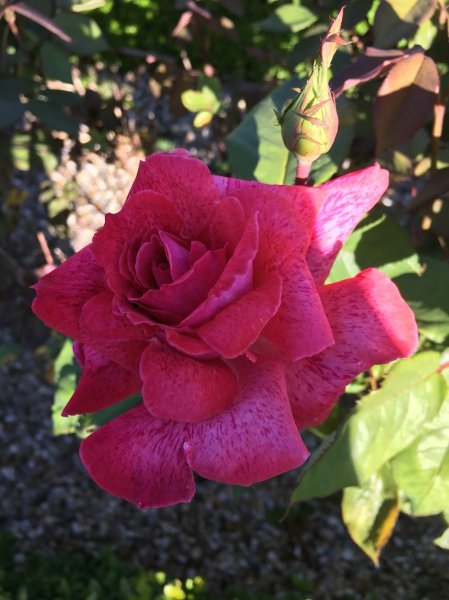 Haras d Ella - photo 1