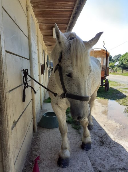 Centre Equestre De La Taille Ronde