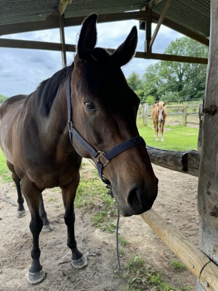 Centre Equestre De La Taille Ronde - photo 2