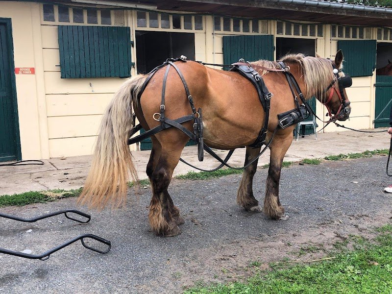 Centre Equestre De La Taille Ronde - photo 3