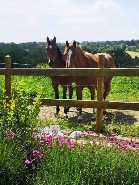Les écuries du Plantin - photo 2