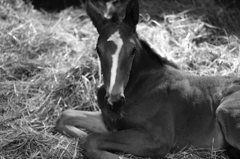 Écurie Smart/ Élevage de l'Ode - photo 3