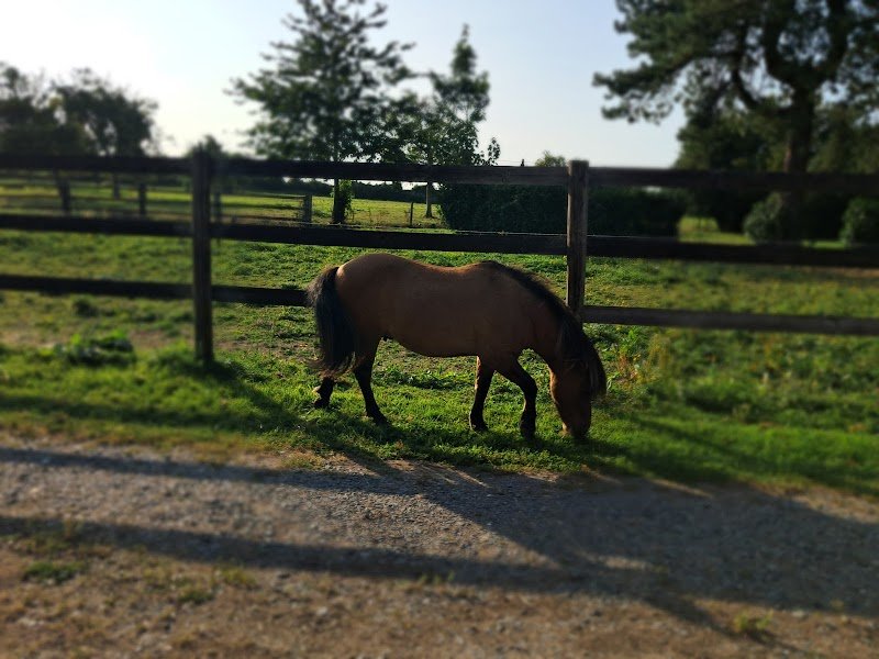 FeelYourHorse/Julia Rihn Equitation@ LaHerrie