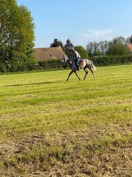 Écurie Minervini maxime - photo 2