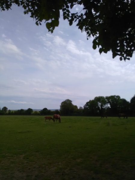 Haras Du Logis Earl - photo 2