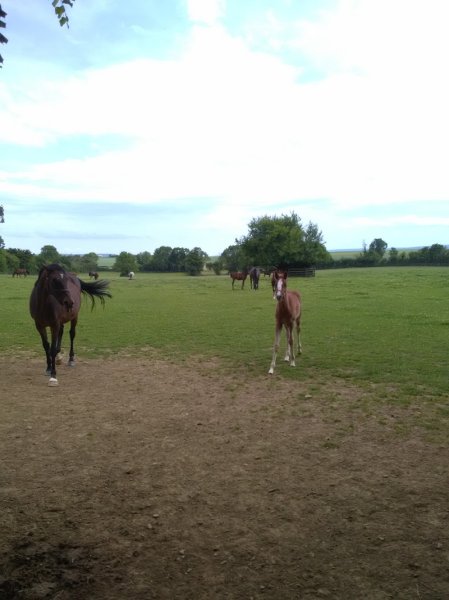 Haras Du Logis Earl - photo 3
