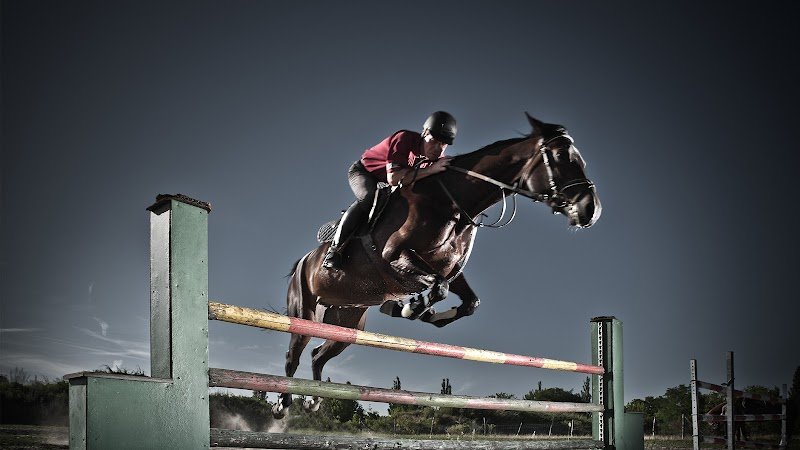 Haras Lessard Pascal Normandie - photo 2