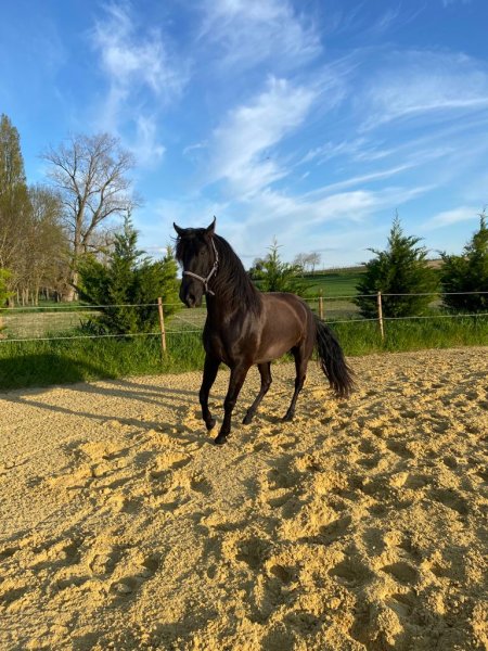 Yeguada Los Siete Reinos, élevage de chevaux Pure Race Espagnole - photo 2