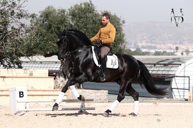 Yeguada Los Siete Reinos, élevage de chevaux Pure Race Espagnole - photo 3
