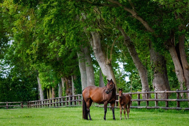 Haras d'Etreham - photo 2