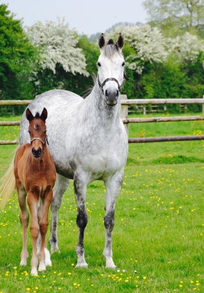 Haras du Logis Saint Germain - photo 1