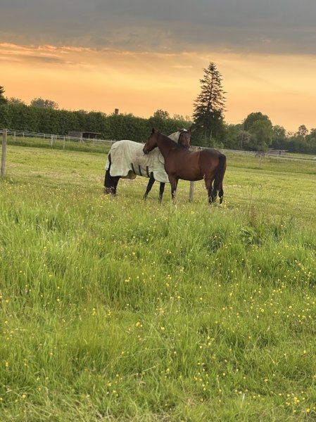 Ecurie De La Milletière - photo 1