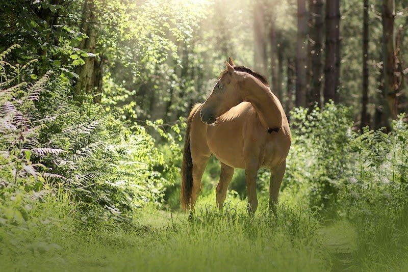 Ecurie La Ferme du Manoir