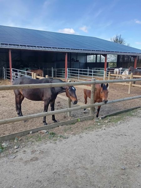 Ecurie La Ferme du Manoir - photo 3