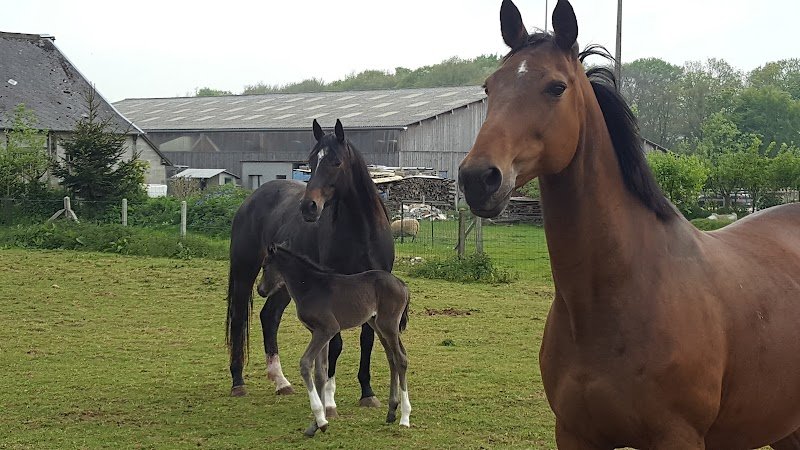 Haras Du Grand Brunville - photo 1