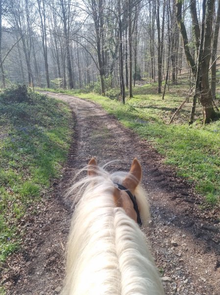 Ecurie Hélène Vasselin - photo 2