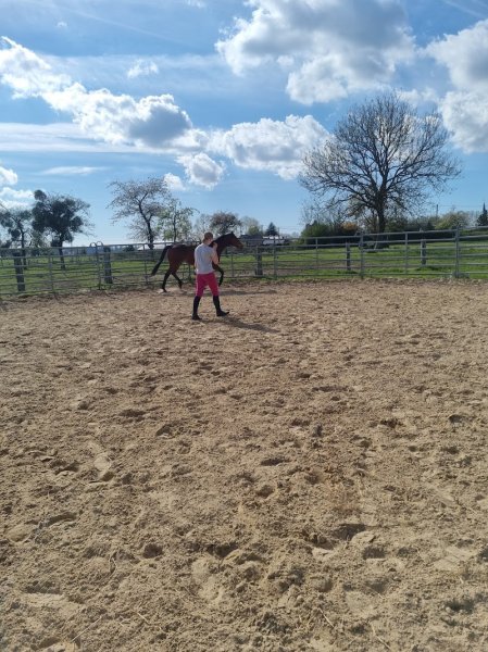 Ecurie Hélène Vasselin - photo 3