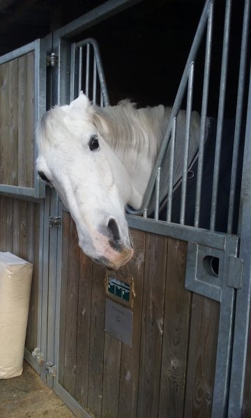 Écurie du Val - photo 2