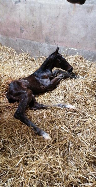 ECURIES DESTINY S - photo 2