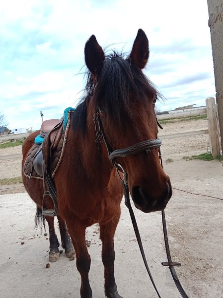 Centre Equestre Des Hautes Falaises - photo 2