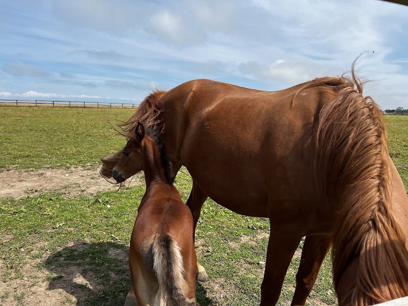 Centre Equestre Des Hautes Falaises - photo 3