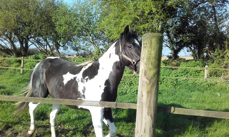 Les Ecuries Marussia - photo 2