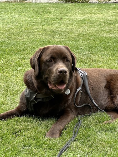 haras des ifs - photo 2