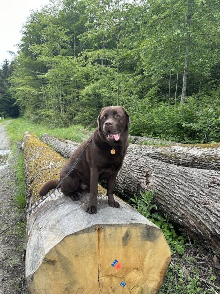 haras des ifs - photo 3